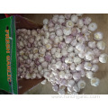 Regular White Garlic New Crop 2019